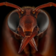 Imagen para el artículo titulado El autor de la foto ganadora de este concurso de fotografía de insectos tenía fobia a los insectos